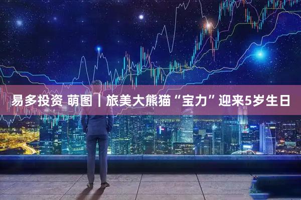 易多投资 萌图｜旅美大熊猫“宝力”迎来5岁生日